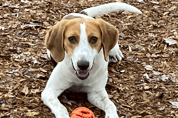 Black, brown and white dog laying in the mulch with an orange ball smiling