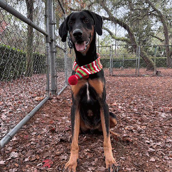 Black and Tan dog wearing a Christmas Scarf standing in the mulch smiling at you.