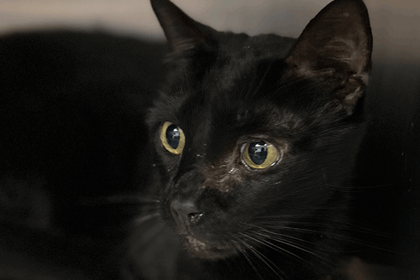 Black cat with hazel eyes laying down on a white towel