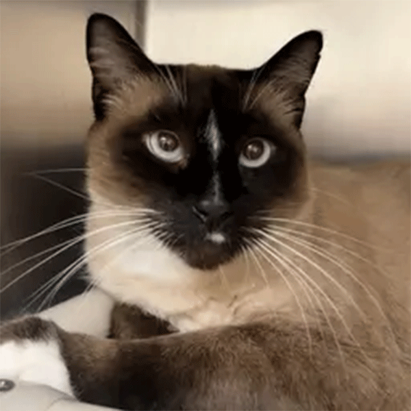 Crème and coffee color Siamese cat with blue eyes laying down