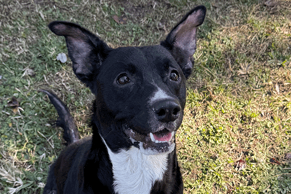 Black and white dog sitting in the grass with a smile