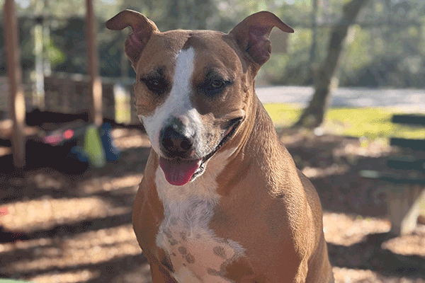 Tan and white dog sitting on a green bench smiling.