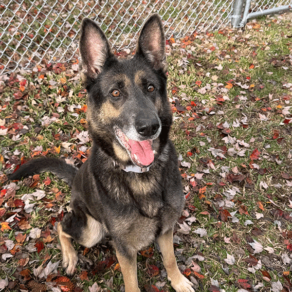 Black and tan dog sitting in the grass surrounded by leaves smiling at you.