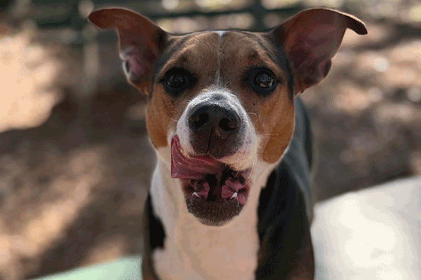Tri color dog standing on a green bench looking at you.