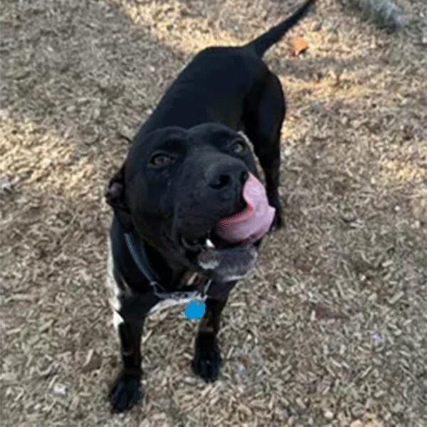 Black and white dog standing in the mulch licking his face.