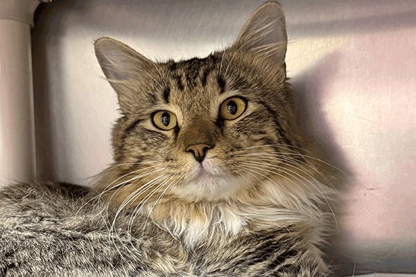 Brown and white tabby cat laying down looking at you.