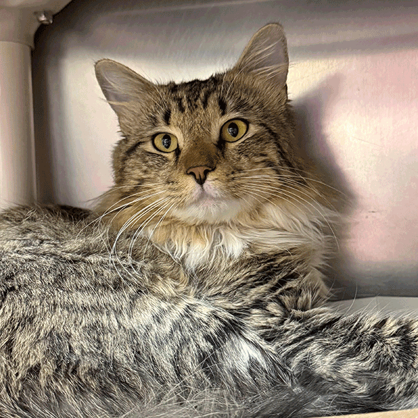 Brown and white tabby cat laying down looking at you.