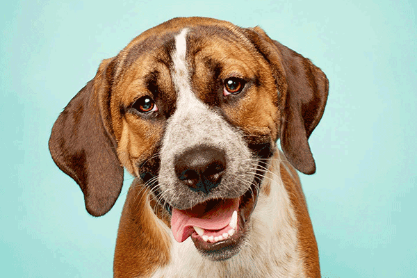 Brown and white dog with floppy ears smiling at you.
