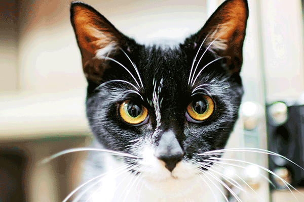 Black and white cat with yellow eyes looking at you.