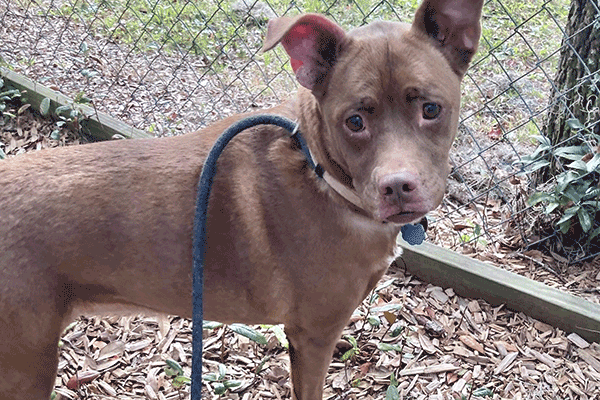Brown and white dog standing in the mulch near a fence with a blue leash.