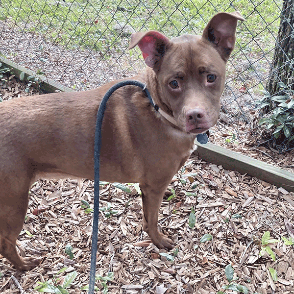 Brown and white dog standing in the mulch near a fence with a blue leash.