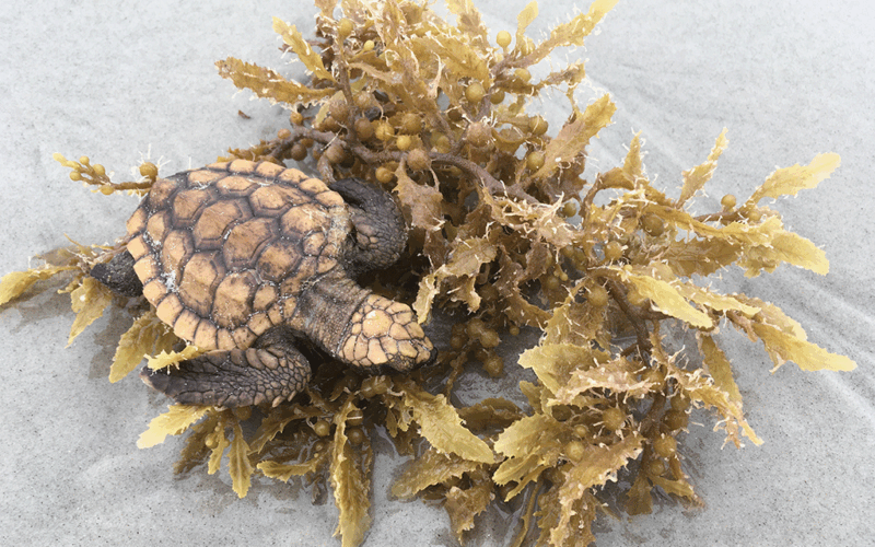 Loggerhead turtle hatchling resting on clump of sargassam