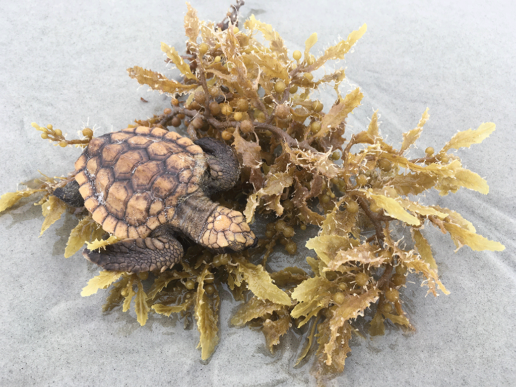 Loggerhead turtle hatchling resting on clump of sargassam