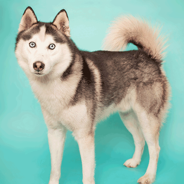 Grey and white dog standing with a teal background smiling at you.