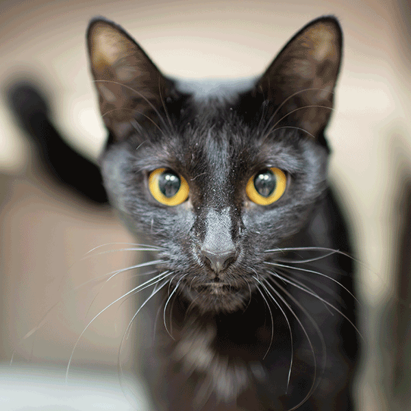 Black cat with yellow eyes looking in the camera.