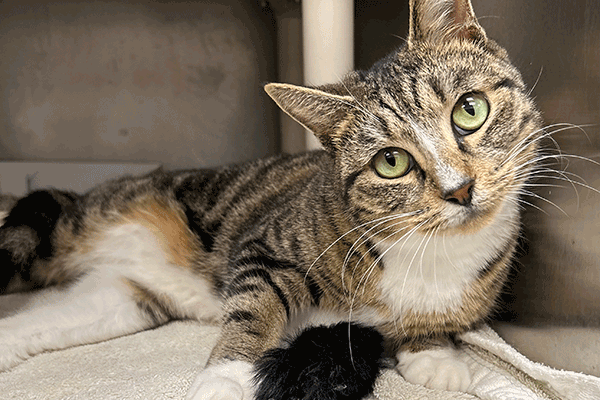 A tabby and white cat with hazel eyes laying on a white blanket looking in the camera.
