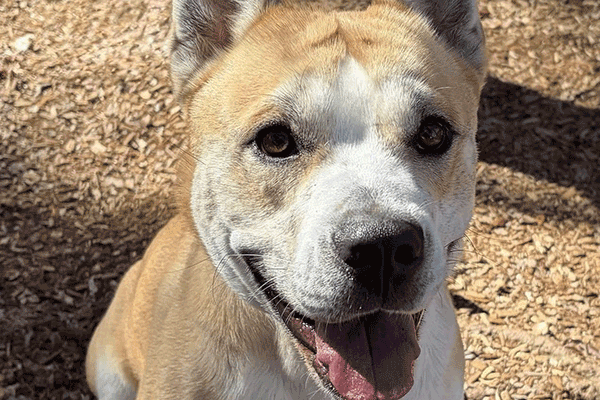 Tan and white dog sitting in the mulch smiling at you