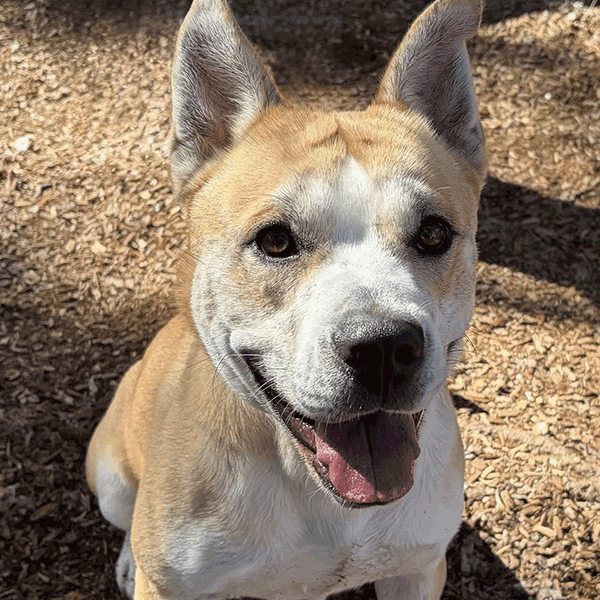 Tan and white dog sitting in the mulch smiling at you