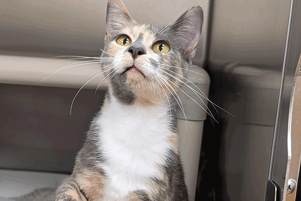 Calico and white cat with yellow eyes looking up with his paw out