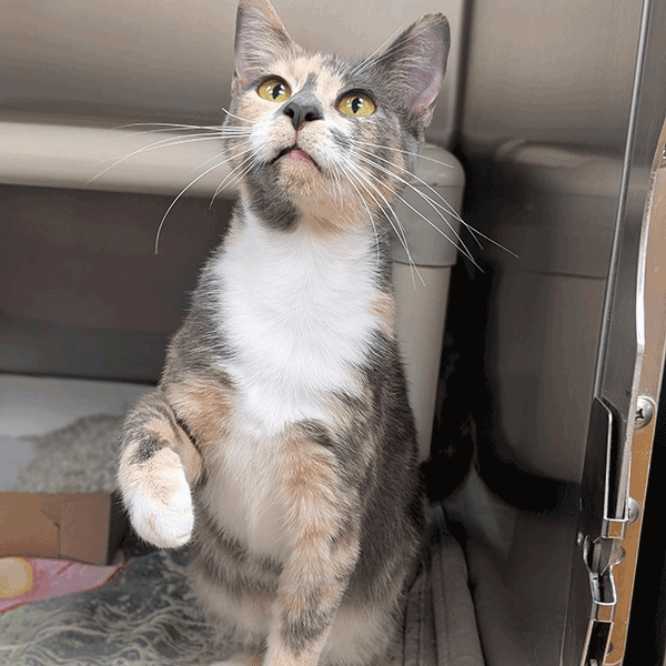 Calico and white cat with yellow eyes looking up with his paw out