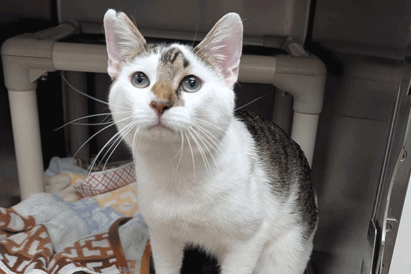 White and brown tabby cat sitting down looking at you.