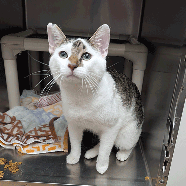 White and brown tabby cat sitting down looking at you.