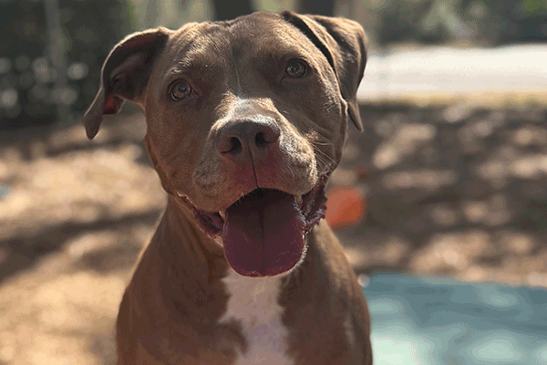 Tan and white dog sitting on a green bench smiling with his tongue out.