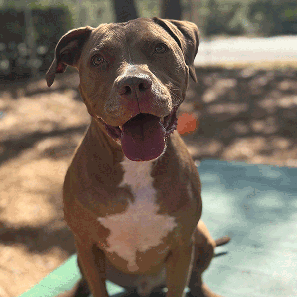 Tan and white dog sitting on a green bench smiling with his tongue out.