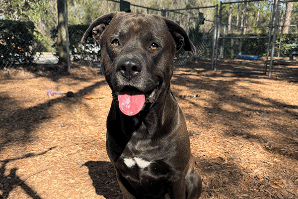 Black and white dog sitting in the mulch with his tongue hanging out.
