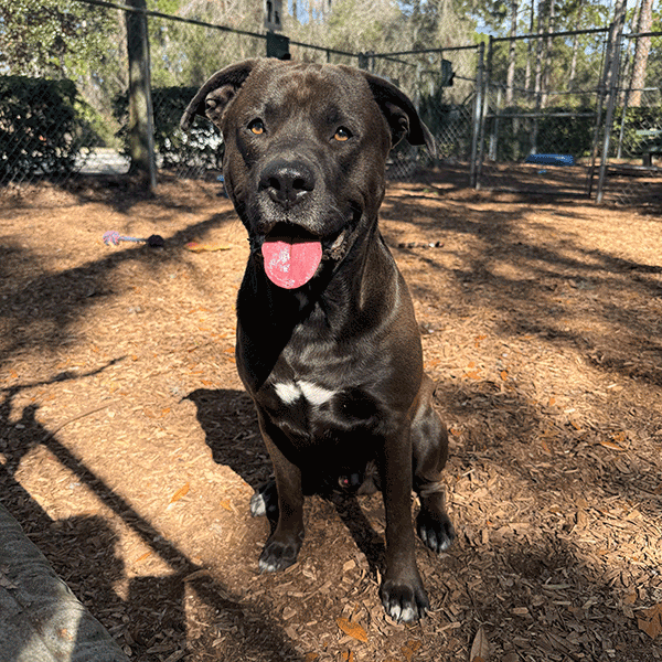 Black and white dog sitting in the mulch with his tongue hanging out.