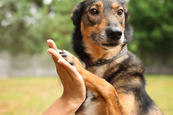 Black and tan dog with brown eyes holds his paw in the air high-fiving a human's hand