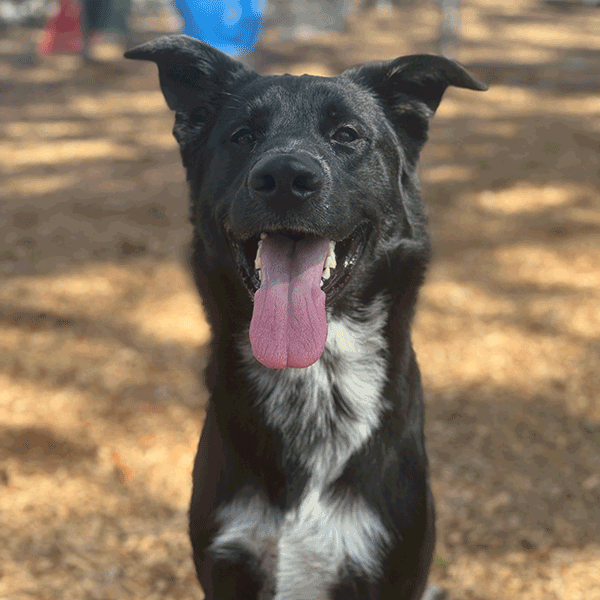Black and white dog sitting in the mulch with his tongue out.