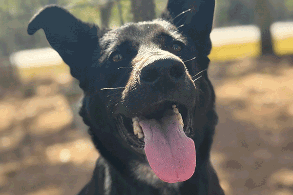 Black dog looking up with his tongue sticking out.