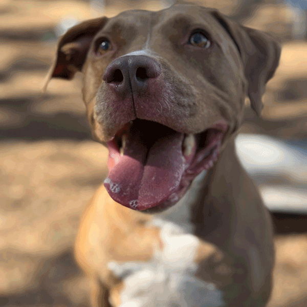 Tan and white dog smiles at the camera