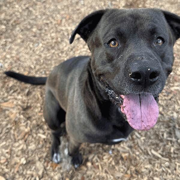 Black and white dog sitting in the mulch with his tongue hanging out