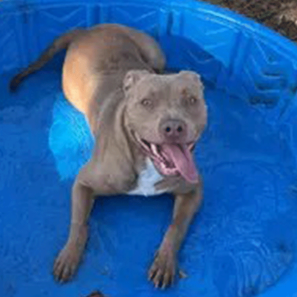 Greyish tan dog with white chest markings smiling with tongue hanging out, laying in blue kiddie pool with small amount of water