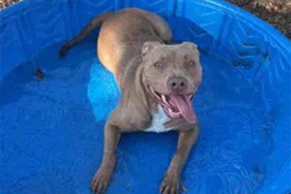 Greyish tan dog with white chest markings smiling with tongue hanging out, laying in blue kiddie pool with small amount of water