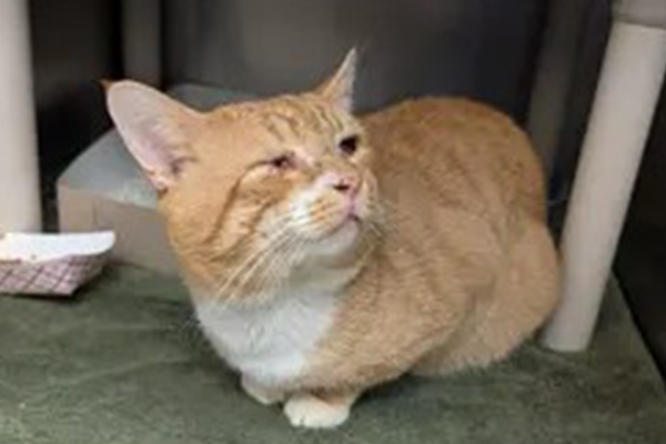 Older orange tabby cat crouched on platform looking up