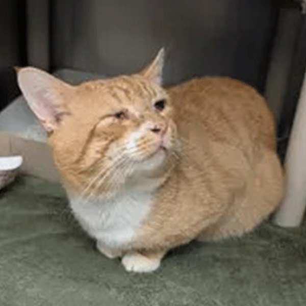 Older orange tabby cat crouched on platform looking up