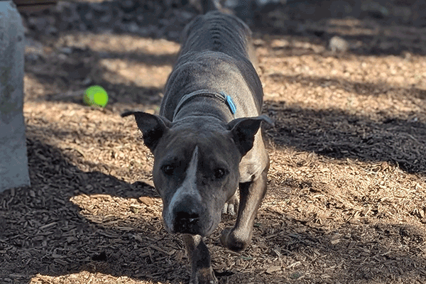 Brindle and white dog wearing a blue collar and walking in the mulch.