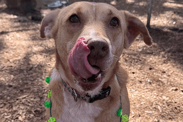 Tan and white dog wearing a green lighted necklace licking her nose.