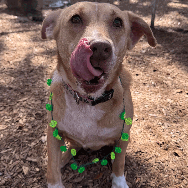 Tan and white dog wearing a green lighted necklace licking her nose.