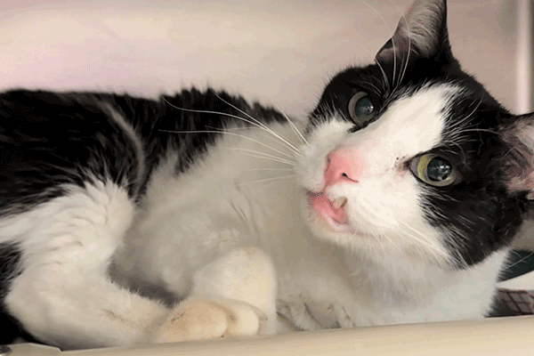 Black and white cat with hazel eyes laying down looking with his head tilted up.