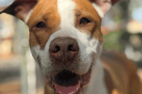 Tan and white dog standing with a smile looking at you.