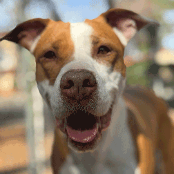 Tan and white dog standing with a smile looking at you.