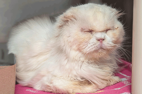 A Crème colored cat laying on a pink designed blanket with his eyes closed.