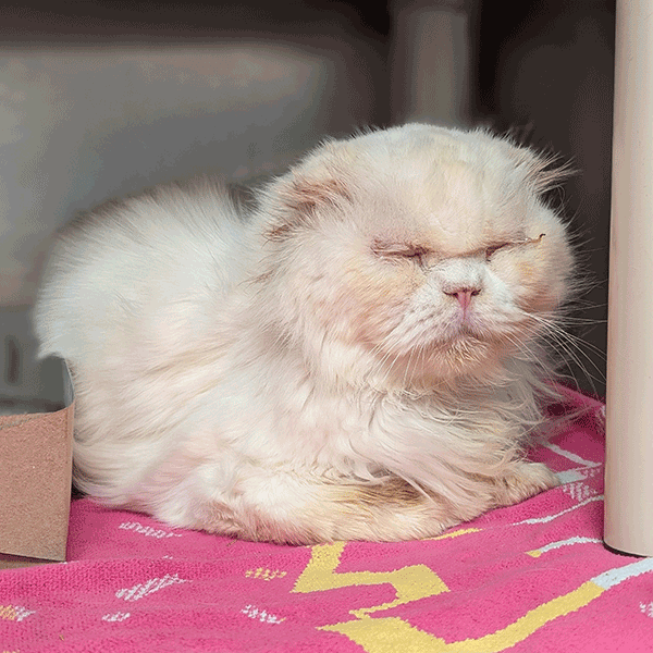 A Crème colored cat laying on a pink designed blanket with his eyes closed.