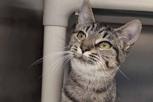 Grey tabby with hazel eyes standing under a bed looking away.