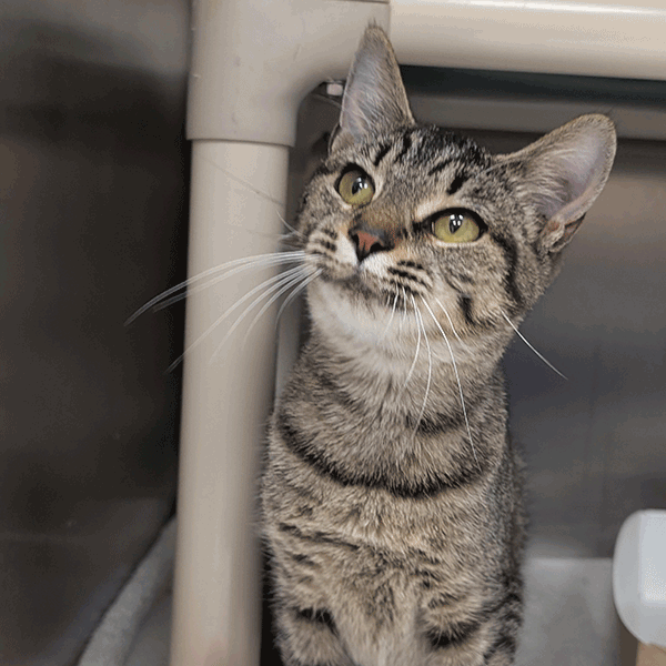 Grey tabby with hazel eyes standing under a bed looking away.