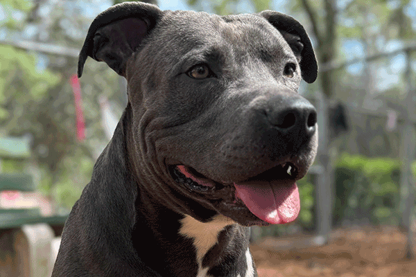 A Gray and white dog sitting in the mulch with a smile and his tongue sticking out.